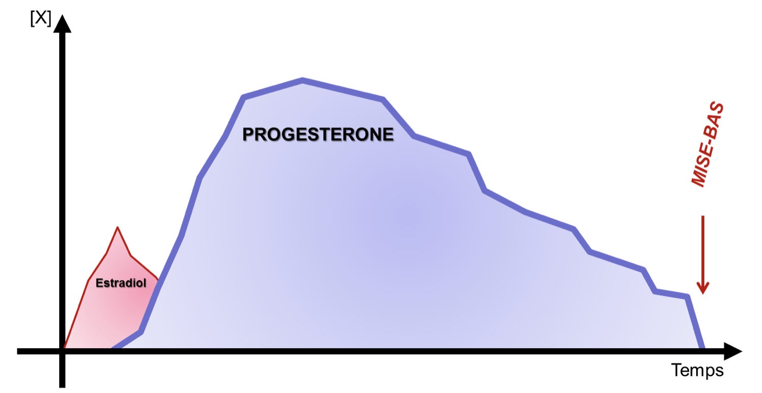 progesterone chienne