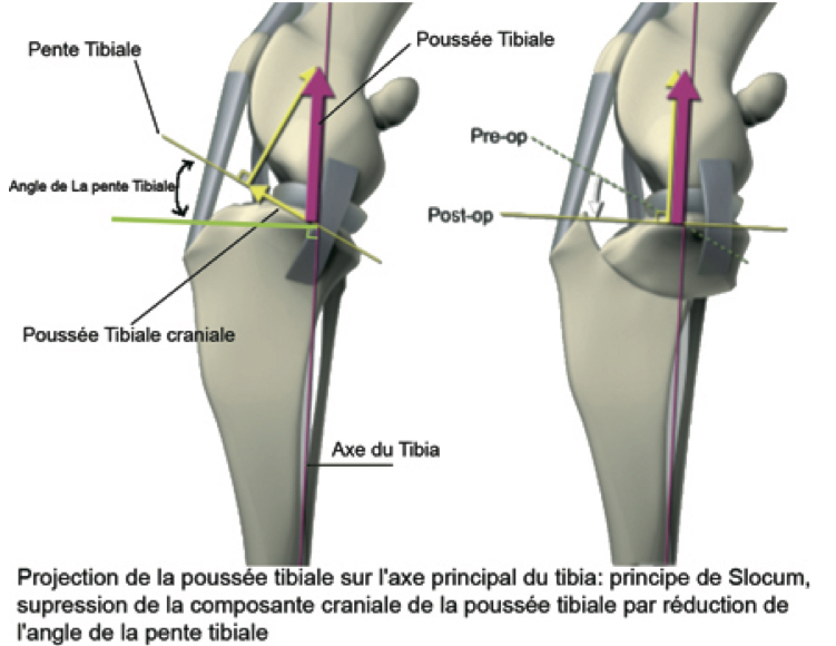 photo 3 schéma modification poussée tibiale suite à une TPLO bis