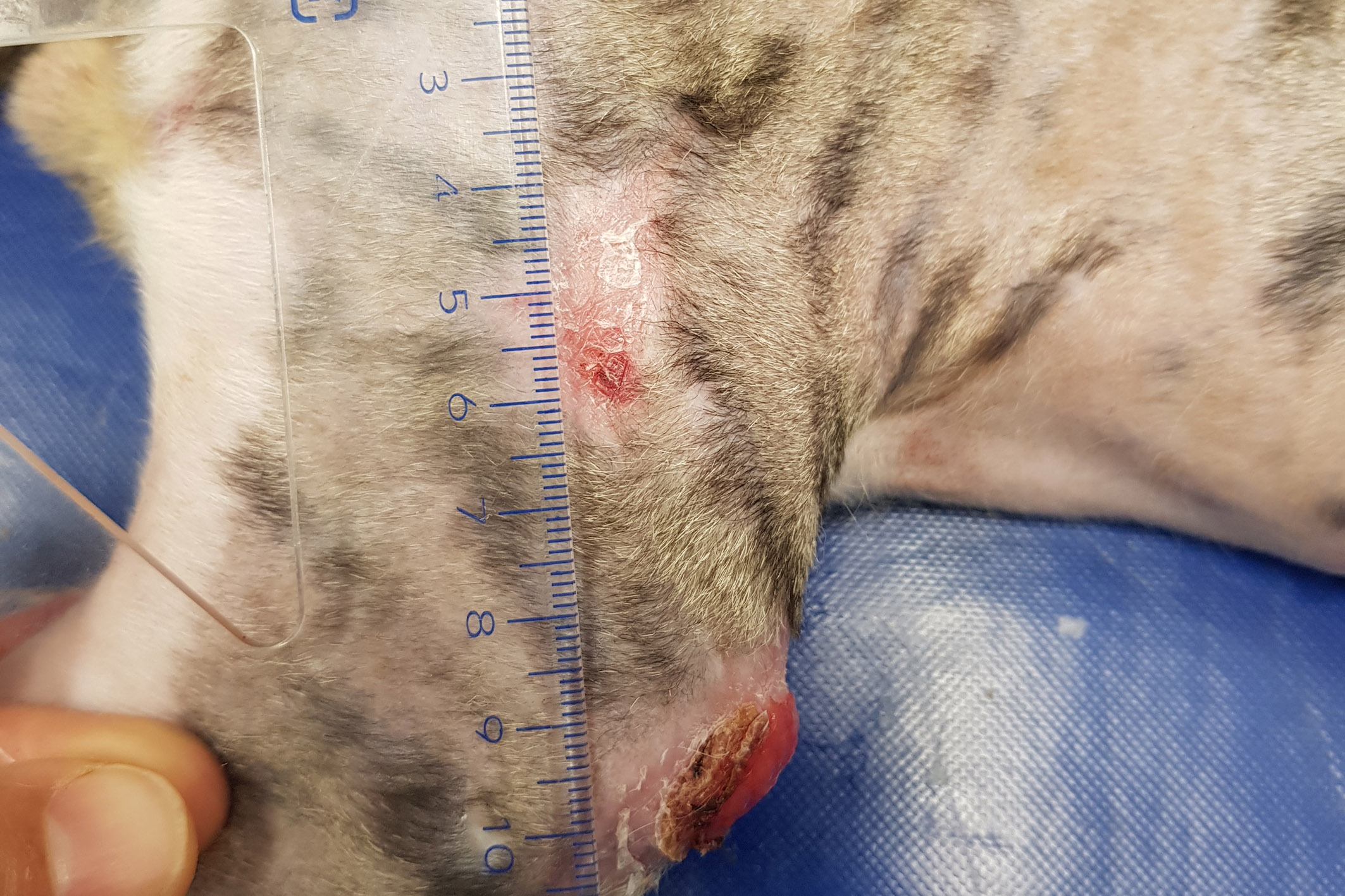 Cicatrisation de plaies délabrantes et nécrosantes en utilisant la thérapie  laser - Clinique Vétérinaire du Front de Mer