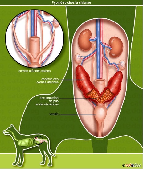 schema