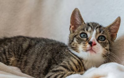Une otite qui ne guérit pas… et si quelque chose se cachait dans l’oreille ?